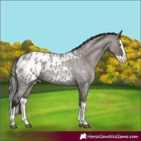 Horse Color:Grullo Roan Splash Appaloosa 