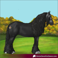Horse Color:Gray Black 