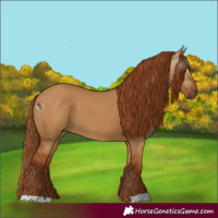 Horse Color:Gray Red Dun