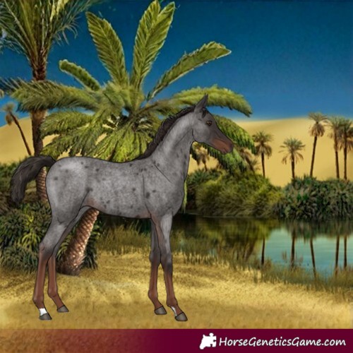 Horse Color:Liver Red Roan Rabicano 