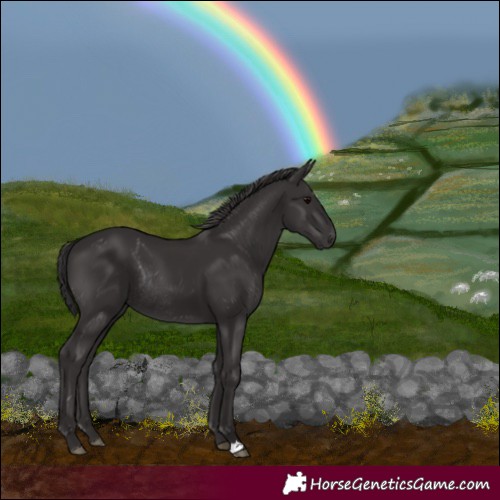 Horse Color:Smoky Black Rabicano