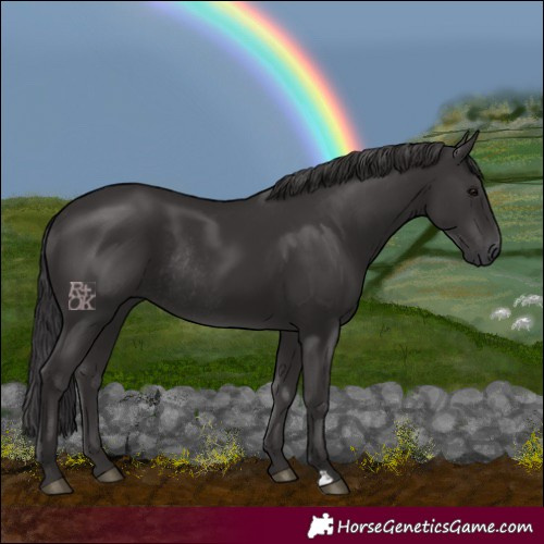 Horse Color:Smoky Black Rabicano 