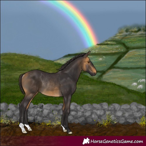 Horse Color:Buckskin Rabicano 
