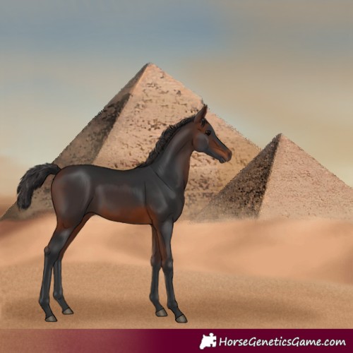 Horse Color:Brown Rabicano 