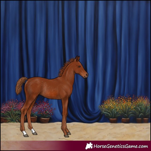 Horse Color:Chestnut Rabicano 