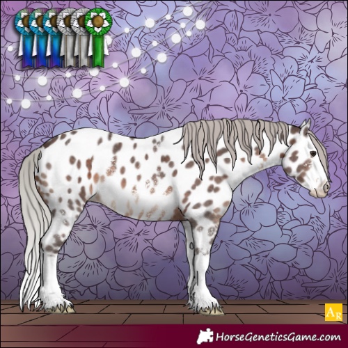 Horse Color:Silver Brown Sabino Splash Appaloosa 