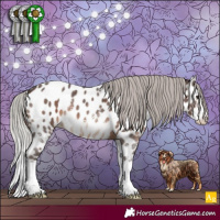 Horse Color:Silver Brown Sabino Splash Appaloosa 
