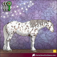 Horse Color:Silver Brown Sabino Splash Appaloosa 