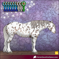 Horse Color:Silver Brown Sabino Splash Near Leopard 