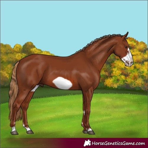 Horse Color:Chestnut Frame 