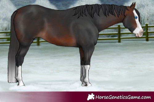 Horse Color:Brown Splash