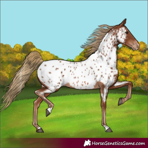 Horse Color:Chestnut Near Leopard