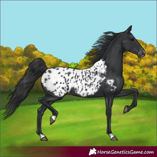 Horse Color:Black Appaloosa Rabicano 