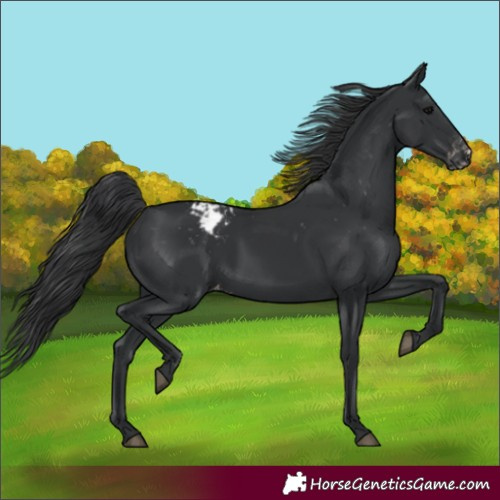 Horse Color:Black Varnish Rabicano 