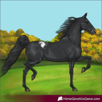 Horse Color:Black Appaloosa Rabicano 