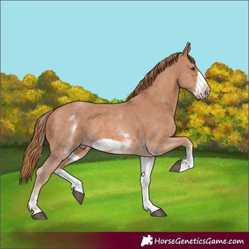 Horse Color:White Spotted Chestnut Sabino Frame 