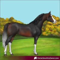 Horse Color:Bay Splash