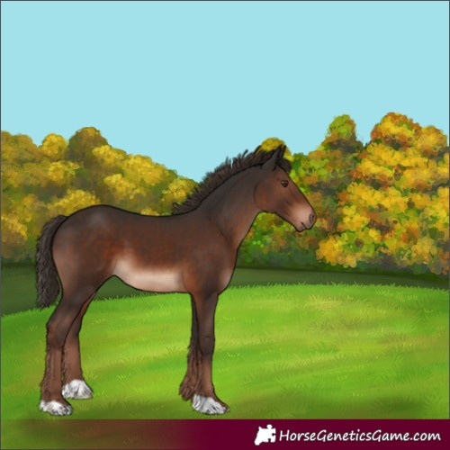 Horse Color:Liver Chestnut 