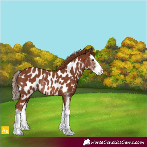 Horse Color:Chestnut Sabino Splash Near Leopard Rabicano 