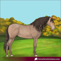 Horse Color:Amber Champagne