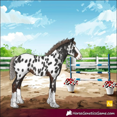 Horse Color:Liver Chestnut Splash Appaloosa Rabicano 