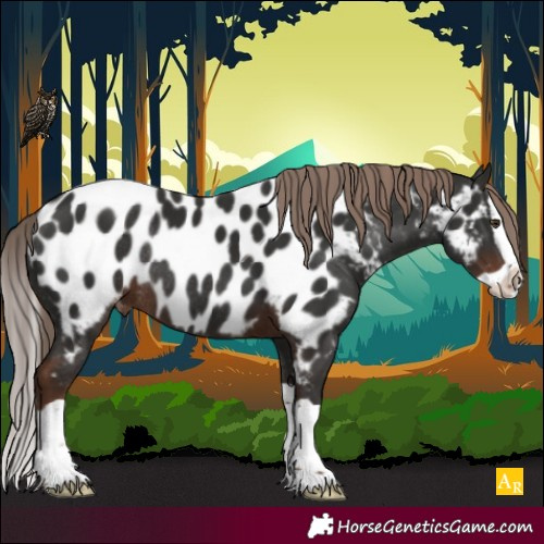 Horse Color:Liver Chestnut Splash Appaloosa Rabicano 