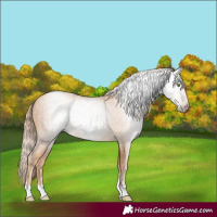 Horse Color:Gray Gold Champagne