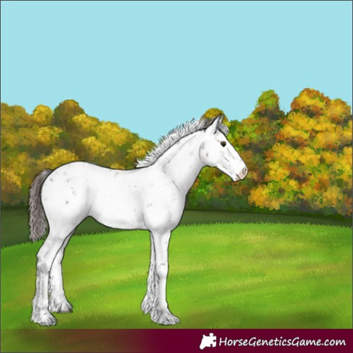 Horse Color:Liver Chestnut Sabino Appaloosa Rabicano