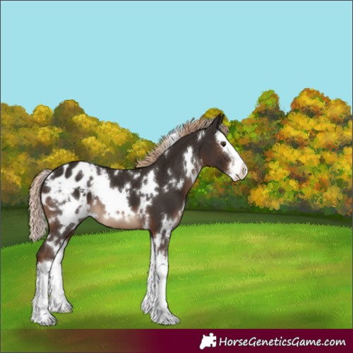 Horse Color:White Spotted Liver Chestnut Splash Appaloosa 