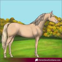 Horse Color:Gold Champagne 