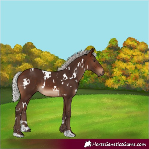 Horse Color:White Spotted Silver Brown