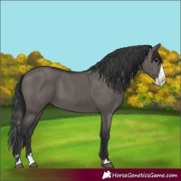 Horse Color:Grullo Splash 
