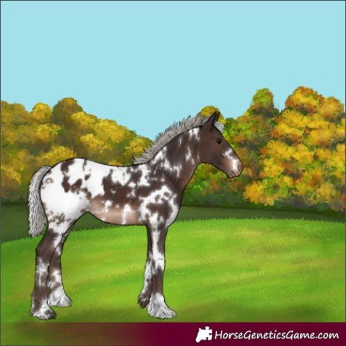 Horse Color:White Spotted Silver Brown Appaloosa 