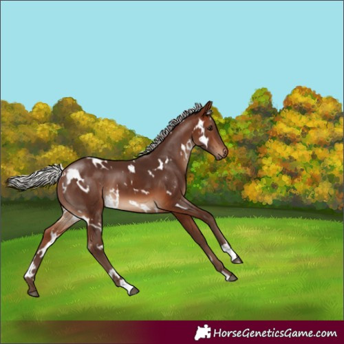 Horse Color:White Spotted Silver Brown 