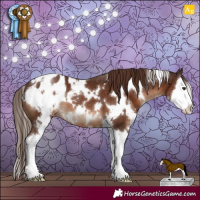 Horse Color:White Spotted Liver Chestnut Splash Appaloosa 