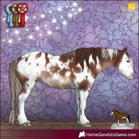 Horse Color:White Spotted Liver Chestnut Splash Appaloosa 