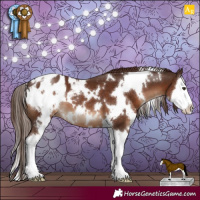 Horse Color:White Spotted Liver Chestnut Splash Appaloosa 
