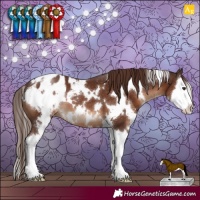 Horse Color:White Spotted Liver Chestnut Splash Appaloosa