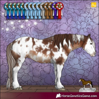 Horse Color:White Spotted Liver Chestnut Splash Blanket 