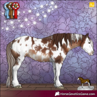 Horse Color:White Spotted Liver Chestnut Splash Appaloosa 