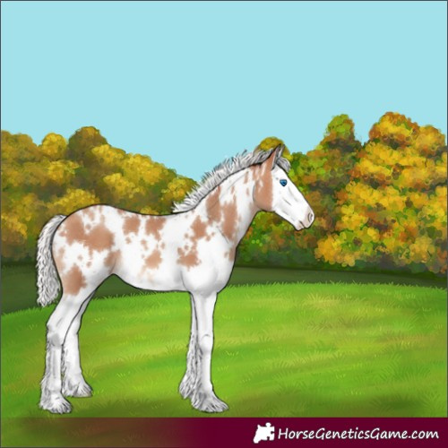 Horse Color:White Spotted Silver Amber Champagne Splash 