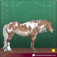 Horse Color:White Spotted Silver Bay Dun