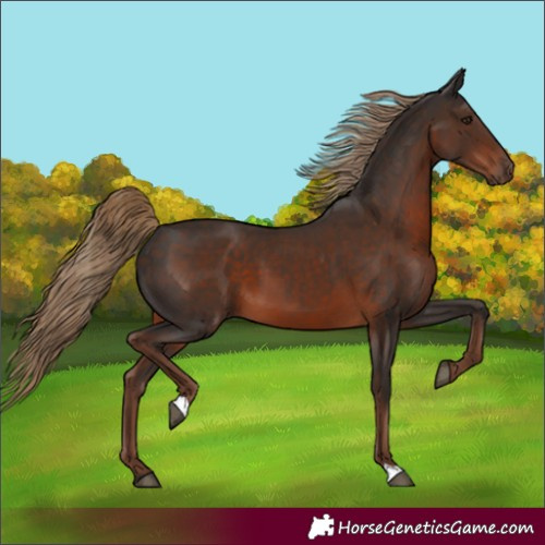 Horse Color:Liver Chestnut 