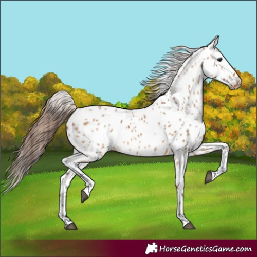 Horse Color:Bay Dun Appaloosa 