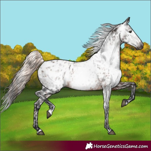 Horse Color:Gray Chestnut Leopard  and Gray Bay Near Leopard 
