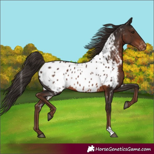 Horse Color:Liver Chestnut Near Leopard 