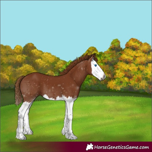 Horse Color:Gray Chestnut Splash 