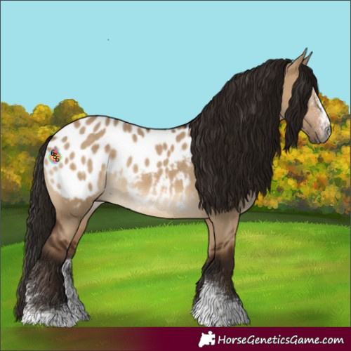 Horse Color:Gray Bay Dun Sabino Appaloosa Rabicano 