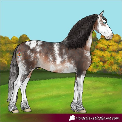 Horse Color:Bay Sabino Splash Appaloosa Rabicano 