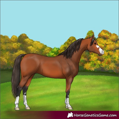 Horse Color:Bay 